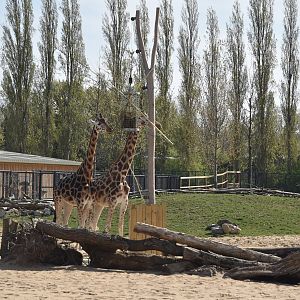 Main Savannah, Heart of Africa at Chester, 12th April 2025