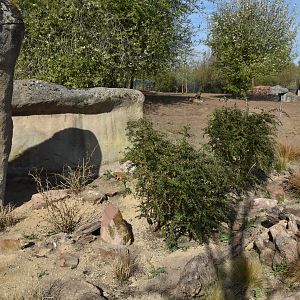 Yellow Mongoose and African Wild Dogs, Heart of Africa at Chester, 12th April 2025