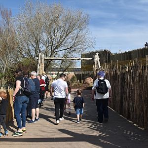 Wild Dog Bridge, Heart of Africa at Chester, 12th April 2025