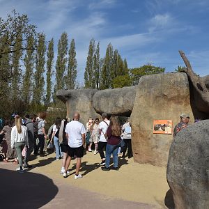 Cape Rock Hyrax Enclosure, Heart of Africa at Chester, 12th April 2025