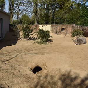 Aardvark Enclosure, Heart of Africa at Chester, 12th April 2025