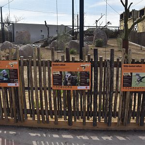 Vulture Labelling, Heart of Africa at Chester, 12th April 2025