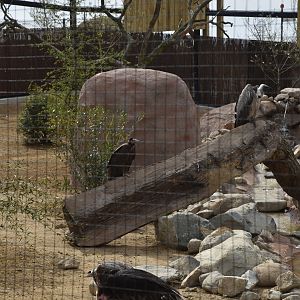 Mixed Vultures, Heart of Africa at Chester, 12th April 2025