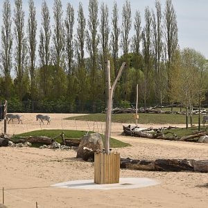 Grevy's Zebras on Main Savannah, Heart of Africa at Chester, 12th April 2025