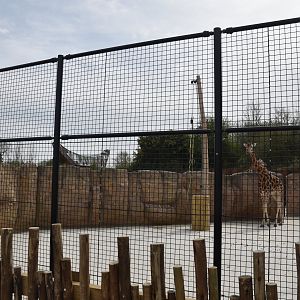 Giraffe Hardstanding, Heart of Africa at Chester, 12th April 2025