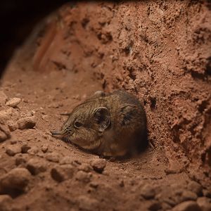 Karoo Round-eared Sengi, Heart of Africa at Chester, 12th April 2025
