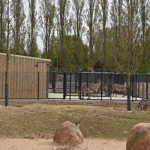 Roan Antelope on Hardstanding and Warthogs, Heart of Africa at Chester, 12th April 2025