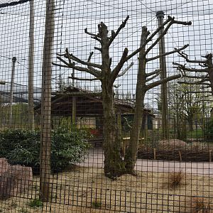 Tsavo Aviary from Main Pathway, Heart of Africa at Chester, 12th April 2025
