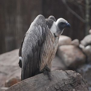 White-backed Vulture, Heart of Africa at Chester, 12th April 2025