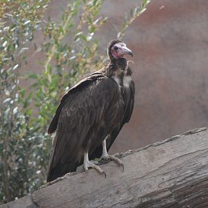 Hooded Vulture, Heart of Africa at Chester, 12th April 2025