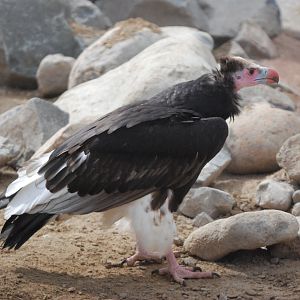 White-headed Vulture, Heart of Africa at Chester, 12th April 2025