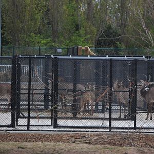 Roan Antelope on the Main Savannah, Heart of Africa at Chester, 12th April 2025