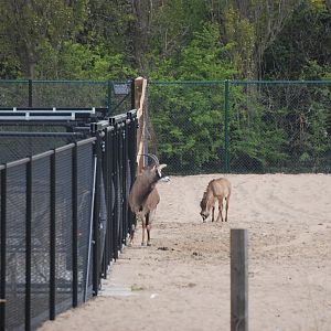 Roan Antelope on the Main Savannah, Heart of Africa at Chester, 12th April 2025