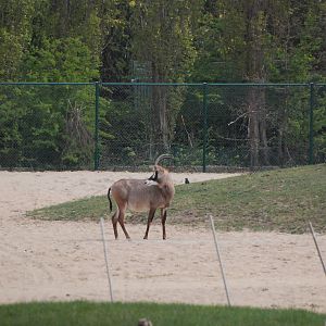 Roan Antelope on the Main Savannah, Heart of Africa at Chester, 12th April 2025