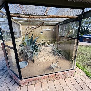 Rhino iguana enclosure