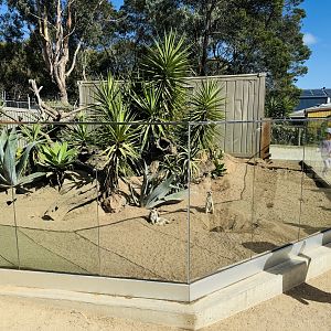 Meerkat enclosure