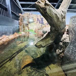 Alligator Snapping Turtle enclosure