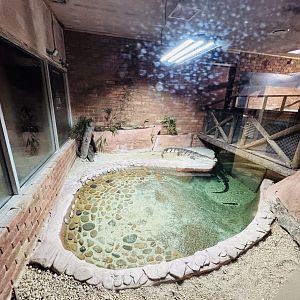 Freshwater Crocodile enclosure