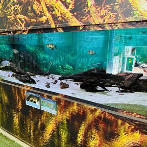 Pig-nosed Turtle/archerfish tank