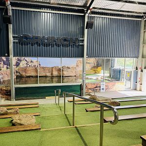 Saltwater crocodile enclosure