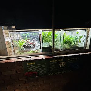Poison dart frog enclosures