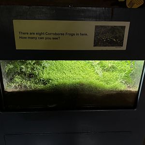 Corroboree frog enclosure