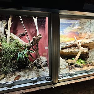 Brown Tree Snake/Broad-headed Snake enclosures