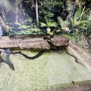 Burmese Pythons using pool