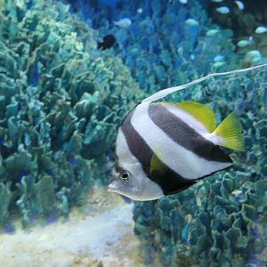 Schooling Bannerfish (Heniochus diphruetes)