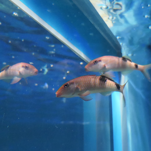 Manybar Goatfish (Parupeneus multifasciatus)