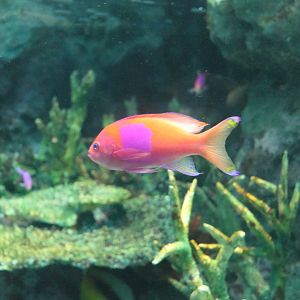 Mirror Anthias (Pseudanthias pleurotaenia)