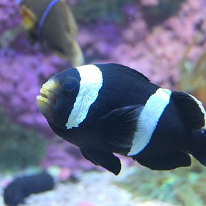 Sebae Anemonefish (Amphiprion sebae)