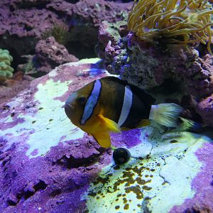 Clark's Anemonefish (Amphiprion clarkii) Japanese form
