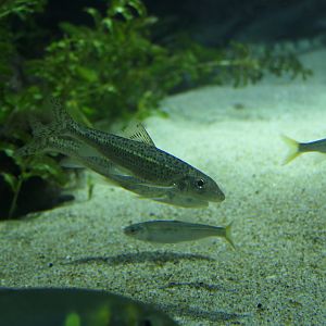 Longnose Barbel (Hemibarbus longirostris)
