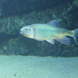 Pale Chub (Zacco platypus)