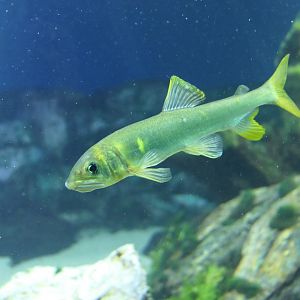 Ayu (Plecoglossus altivelis)