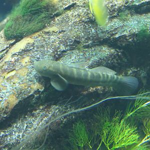 Monk Goby (Sicyopterus japonicus)