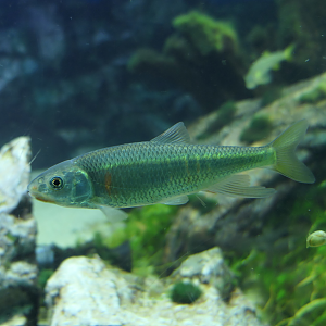 Pale Chub (Zacco platypus)