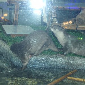 Asian Small-clawed Otter (Aonyx cinereus)