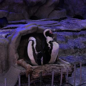 African Penguin (Spheniscus demersus)