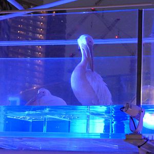 Great White Pelican (Pelecanus onocrotalus)