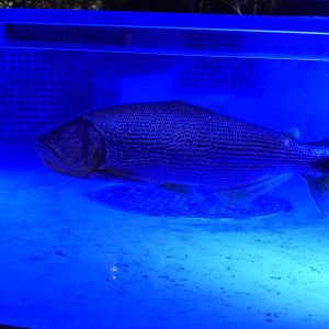 Golden Dorado (Salminus brasiliensis)