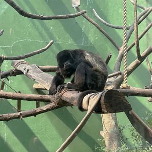 Mantled Howler Monkey