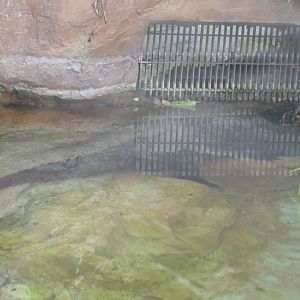 West African Dwarf Crocodile (Osteolaemus tetraspis)