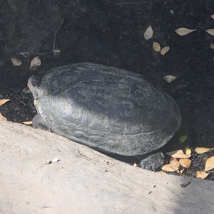 Mauremys annamensis or Melanochelys trijuga thermalis? Ueno Zoo