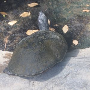 Sri Lanka Black Turtle (Melanochelys trijuga thermalis)