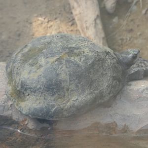 Vietnamese Pond Turtle (Mauremys annamensis)