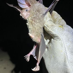 Woolly False Vampire Bat (Chrotopterus auritus)