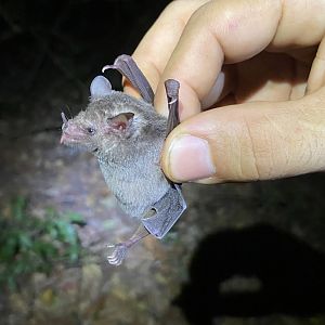 Gray Long-tongued Bat (Glossophaga leachii)