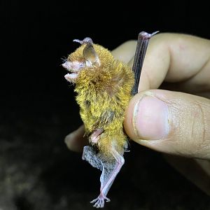 Elegant Myotis (Myotis elegans)